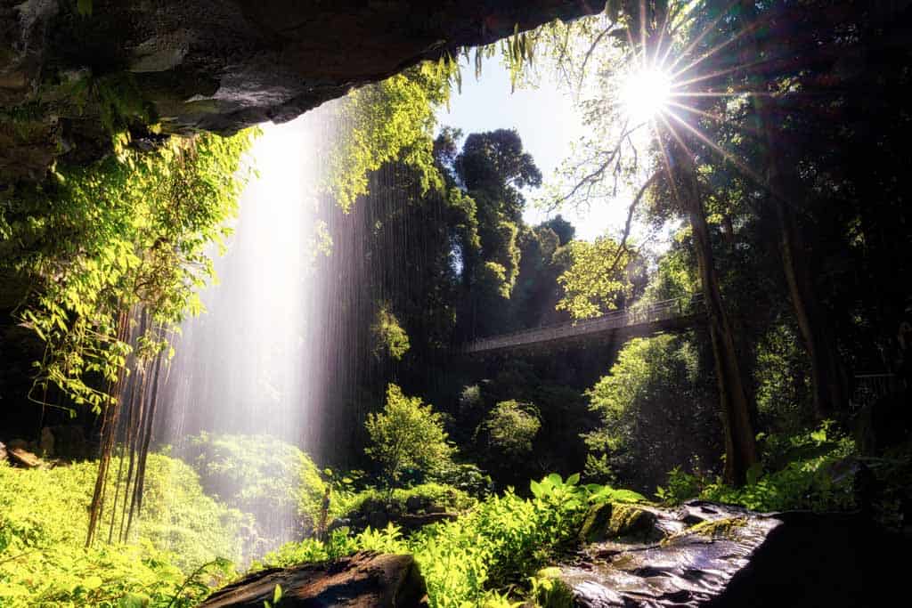 Crystal Falls Dorrigo National Park