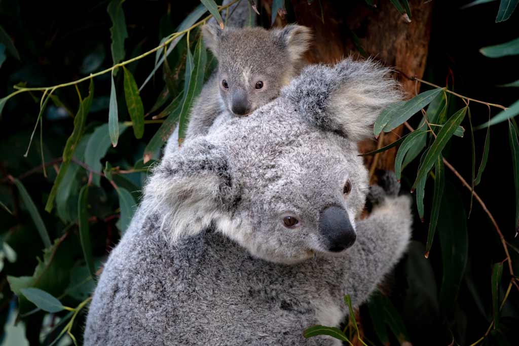 Koala Joey Sydney To Brisbane Road Trip