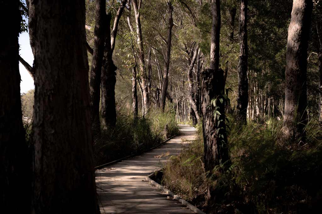 Tillgery Koala Habitat