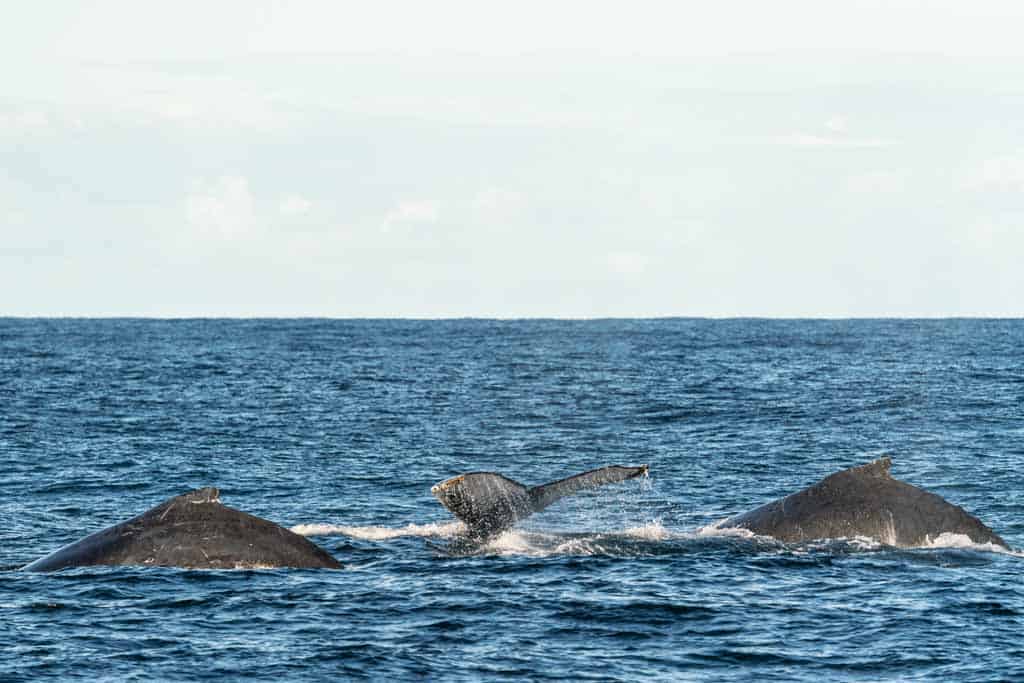 Port Stephens Whale Watching