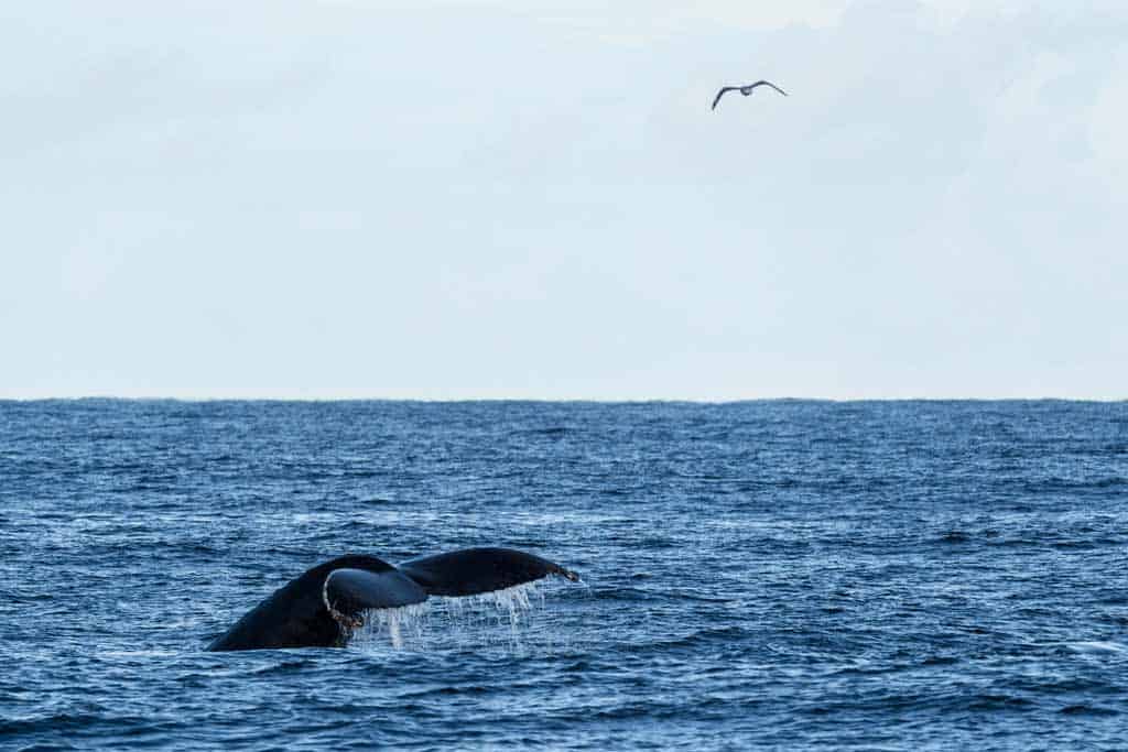 Port Stephens Whale Watching