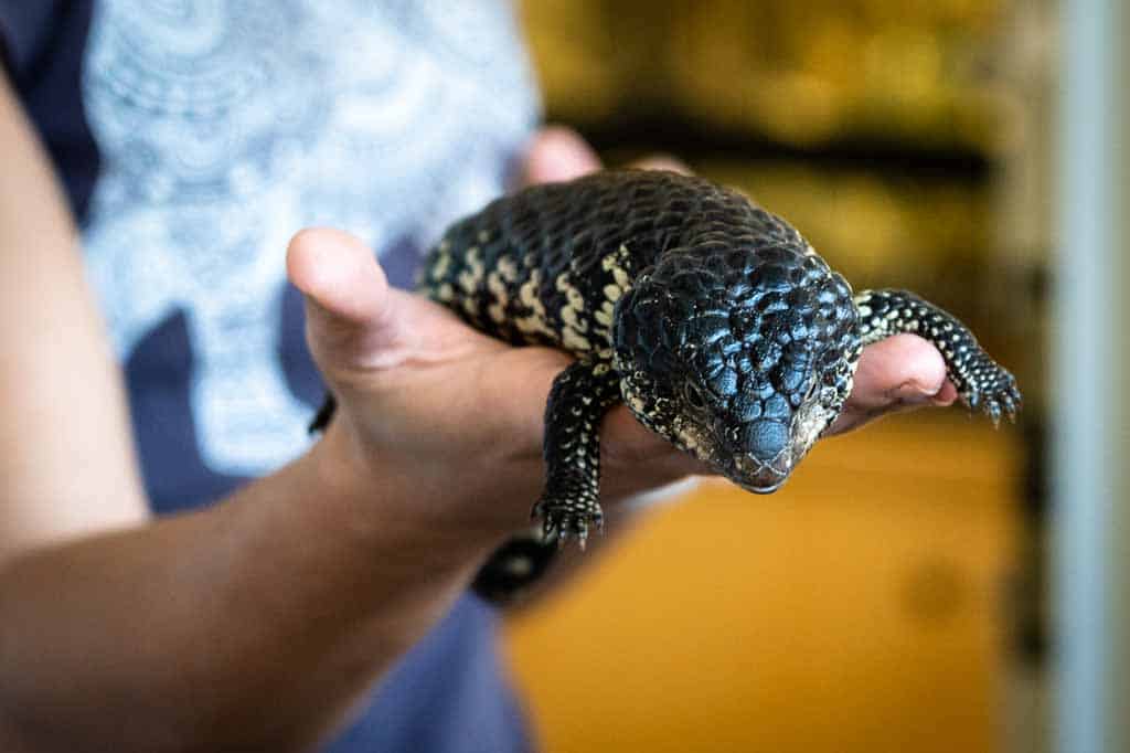 Lizard Animal Sanctuary