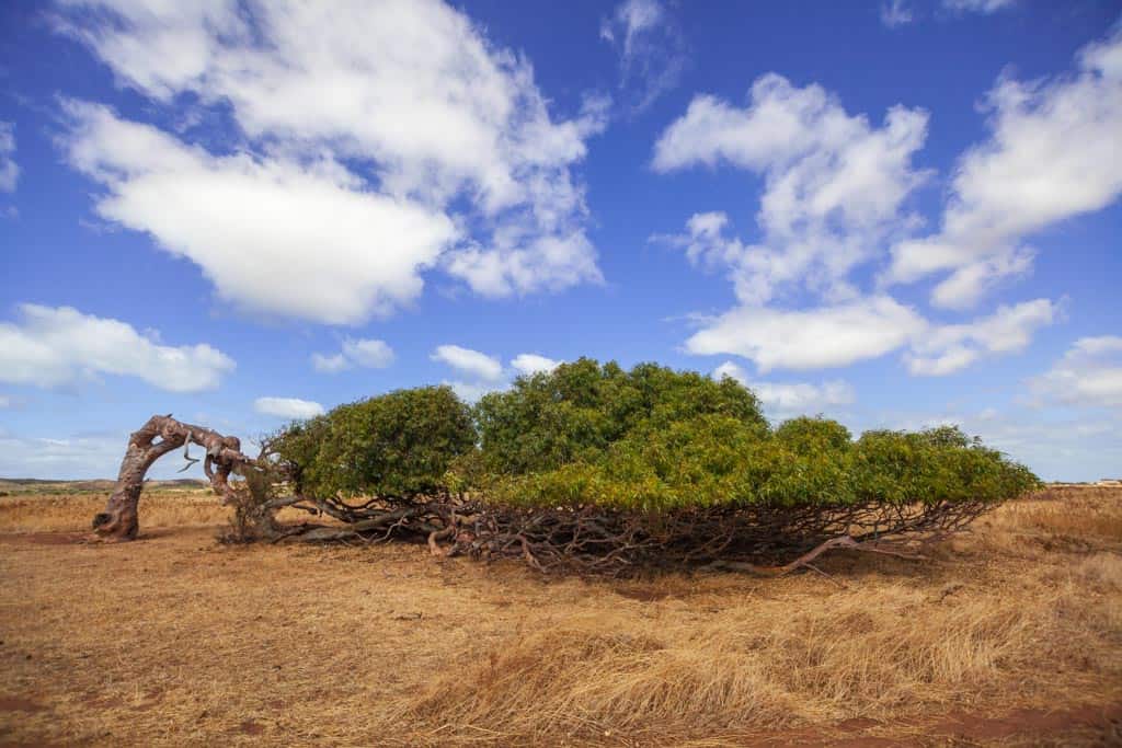 Leaning Tree Geraldton