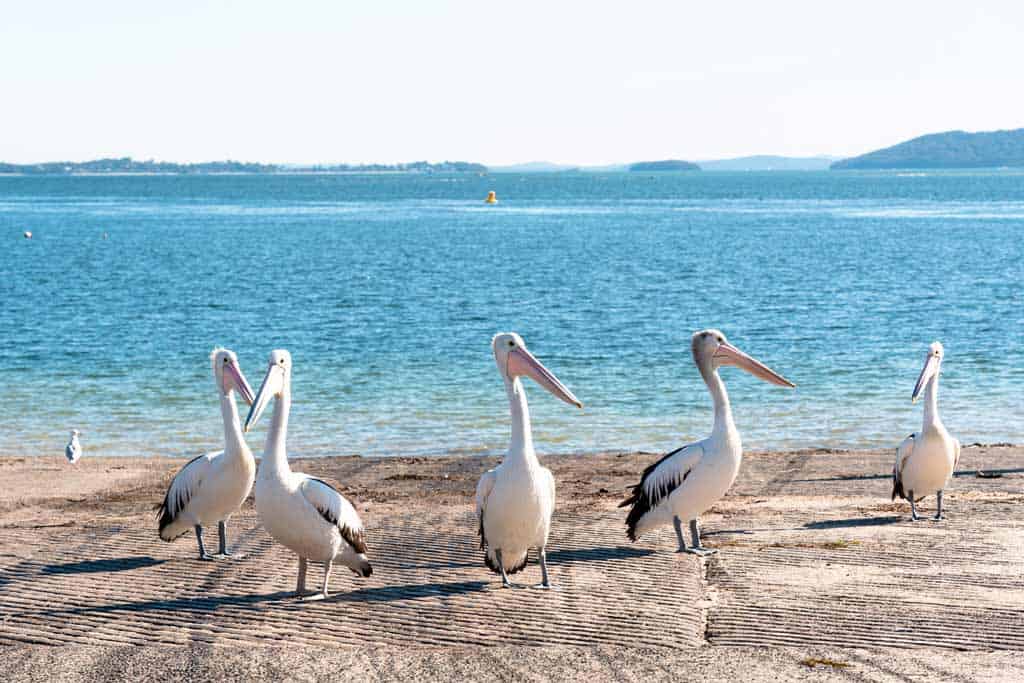 Pelícanos de Little Beach Reserve