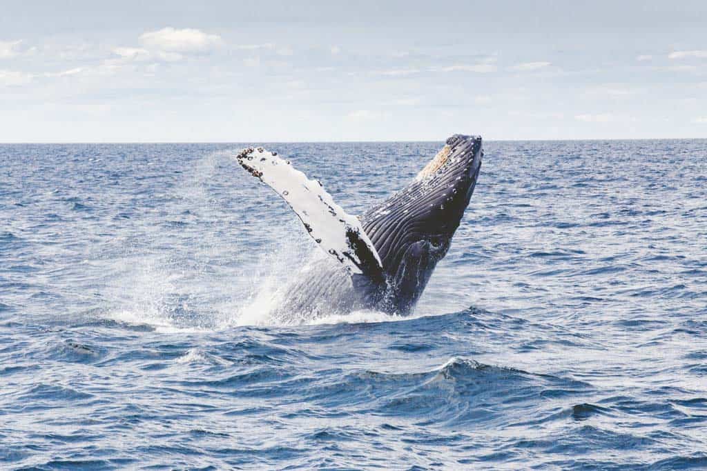 Don't Miss Humpback Whale Season In Western Australia