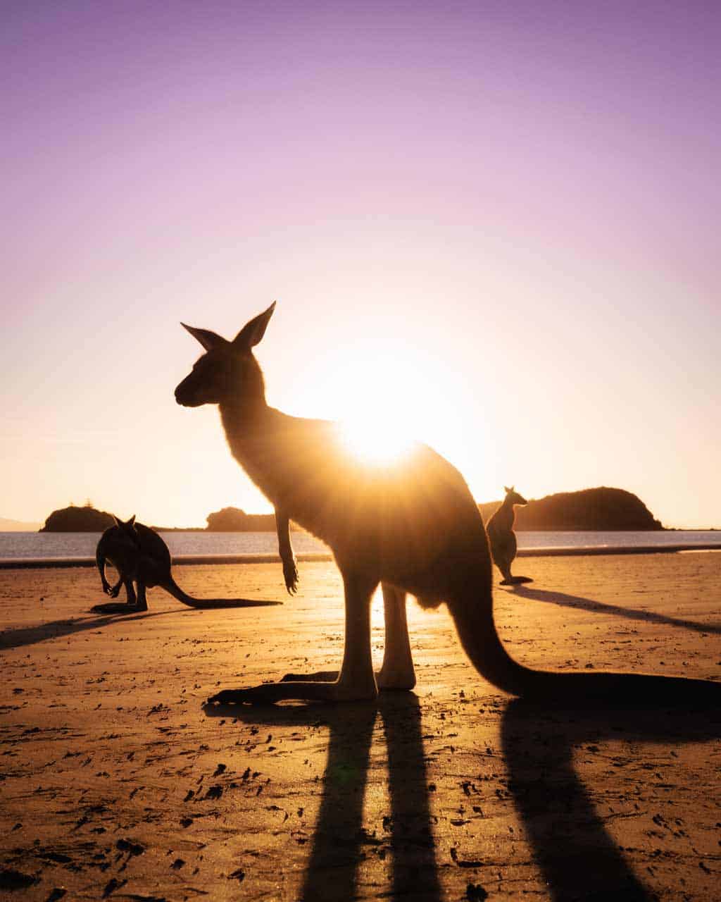 Kangaroos Sunrise