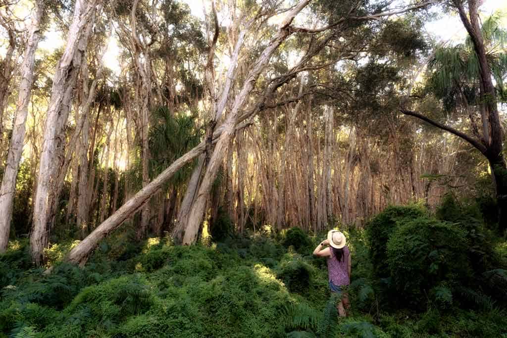 Paperbark Forest Agnes Water