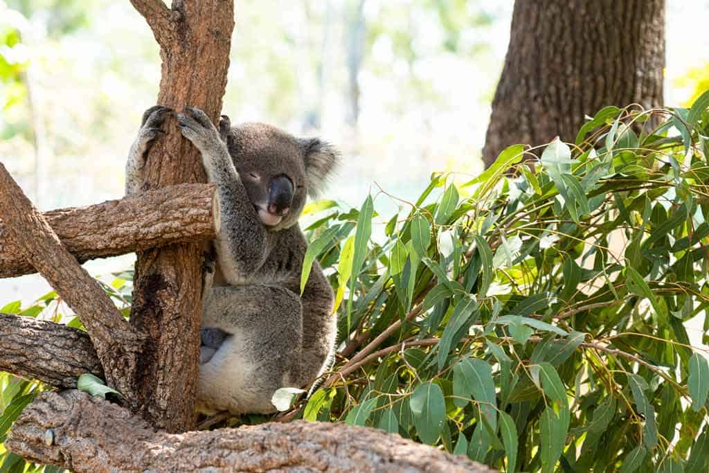 Koala Rockhampton Zoo