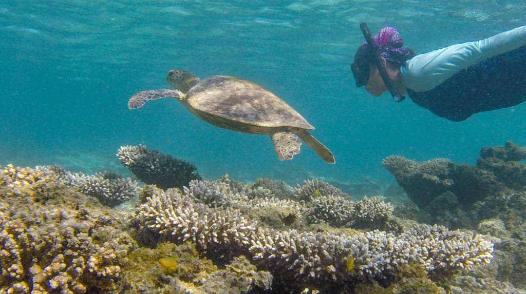 Turtles And Corals On The Ningaloo Reef Coral Coast