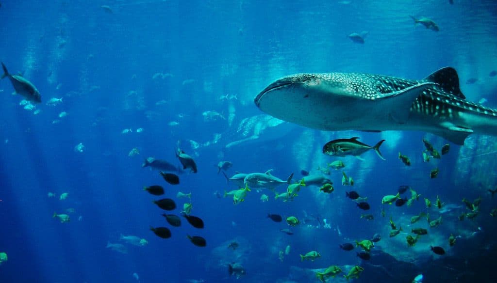 Exmouth Whale Shark Swim