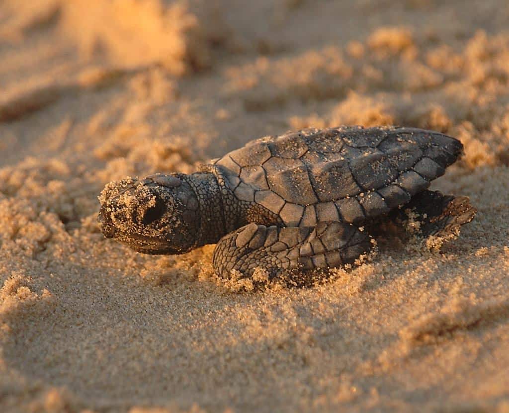 View Marine Turtles Nesting