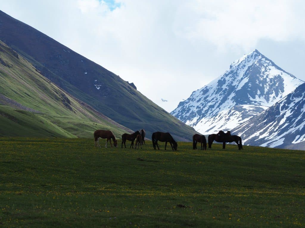 Horses At Kol Ukok