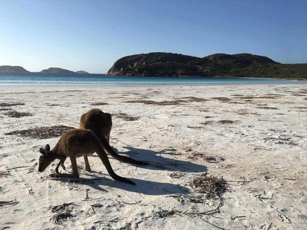 Two Kangaroos On The Beach 