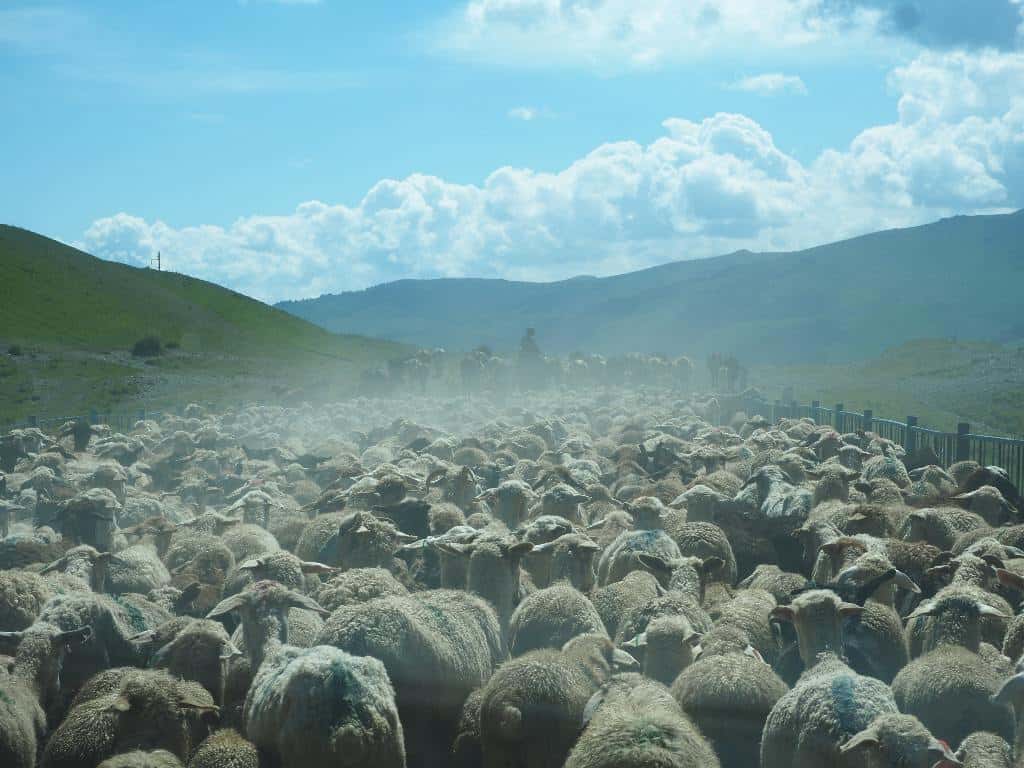 Sheep Blocking Road In Kyrgyzstan