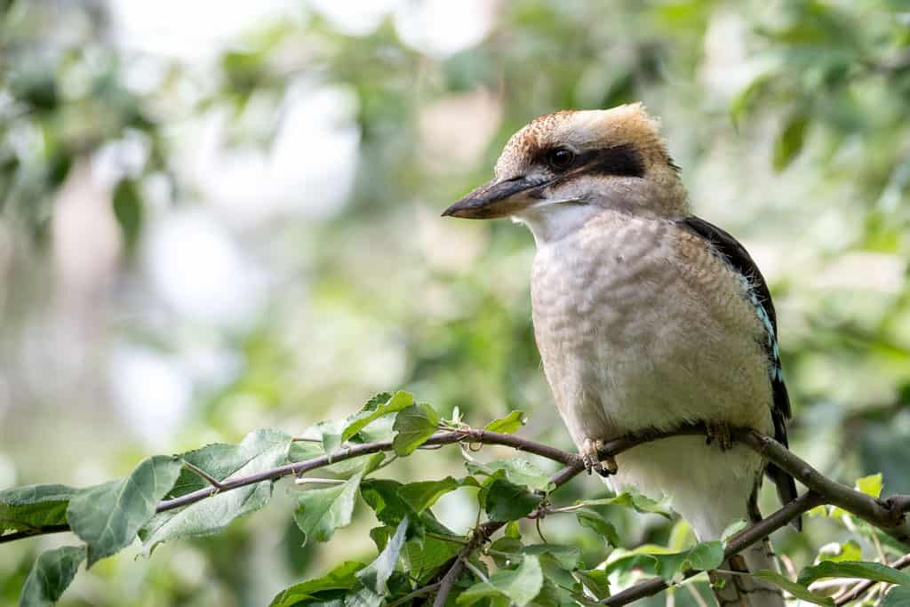 A Kookaburra In The Forest