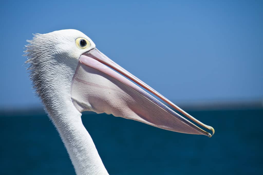 Pelican Albany