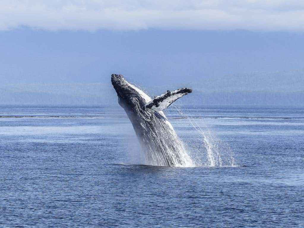 Whale Watching Busselton