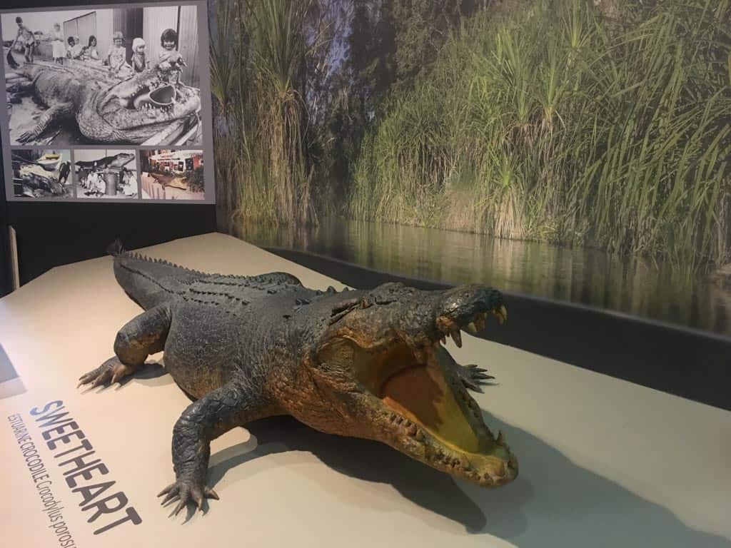 Sweetheart Crocodile In Museum