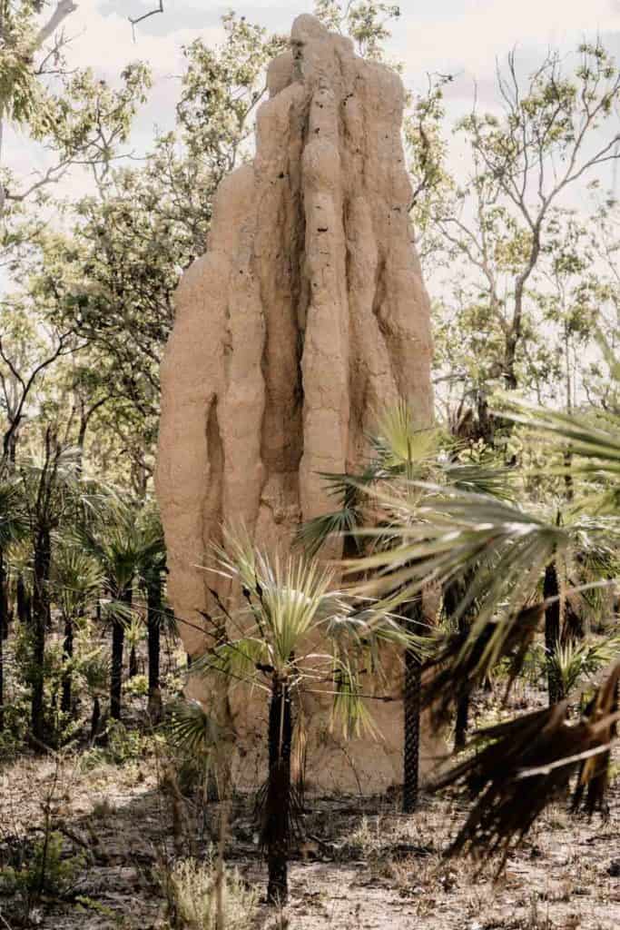 Termite Mound Litchfield