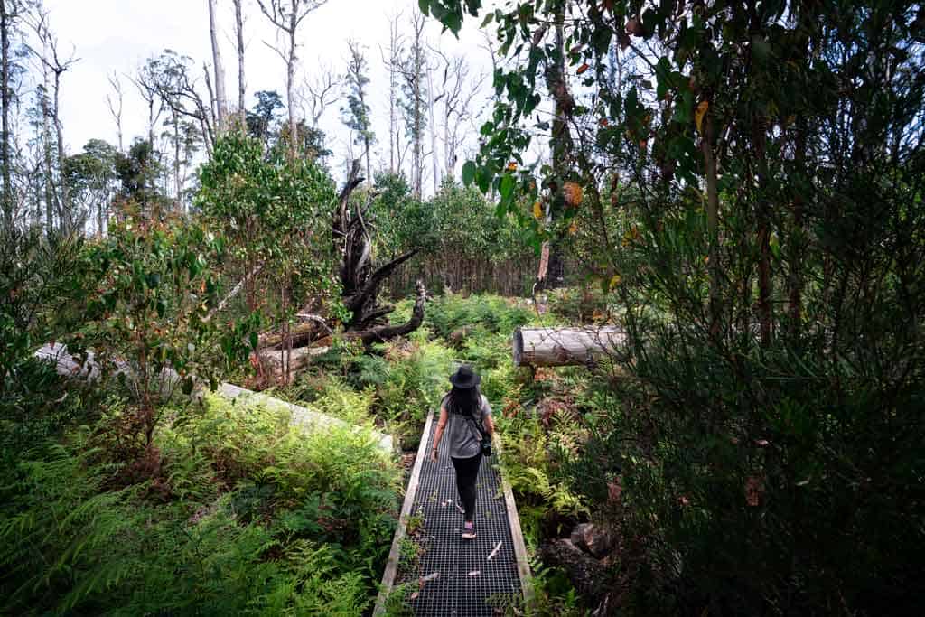 Tarkine Drive Itinerary Boardwalk