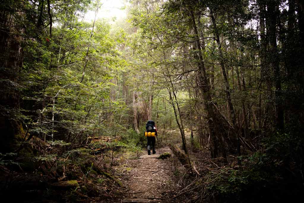 Hiking Through Rainforest