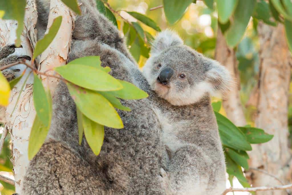 Koala In Tree With Baby Magnetic Island 4