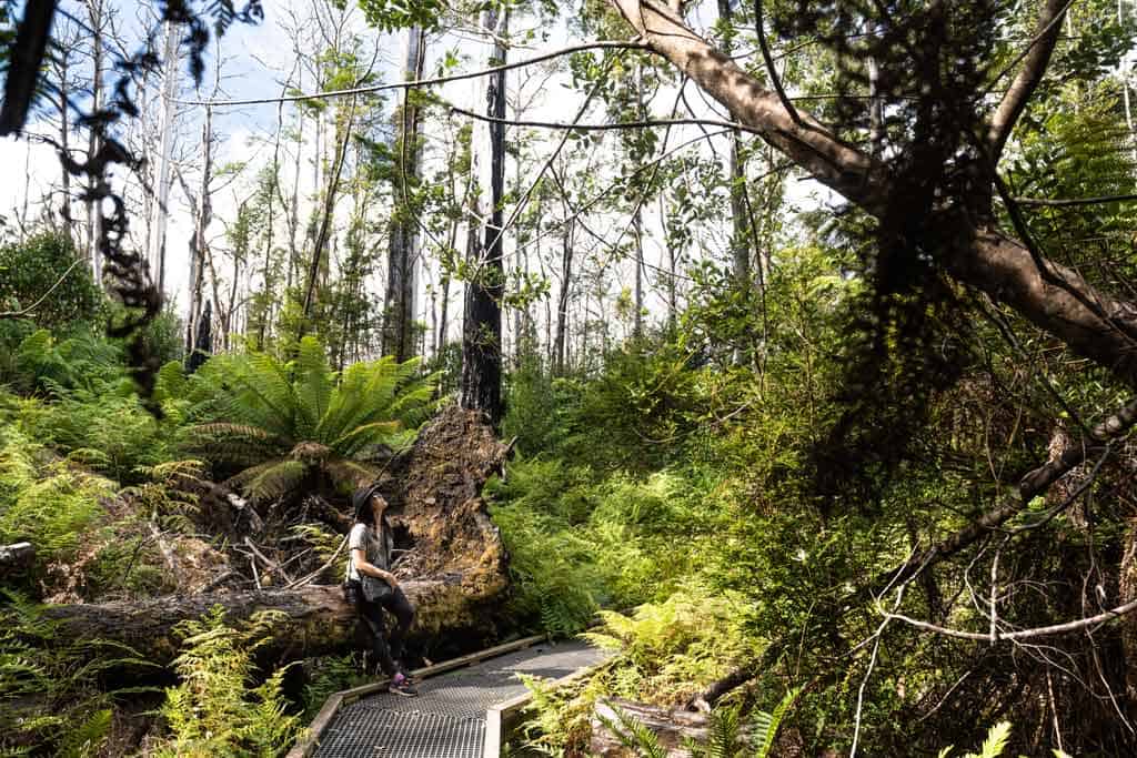 Aboriginal History