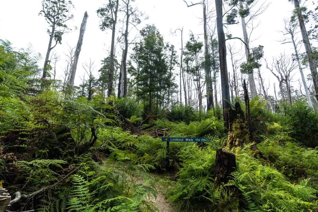 Milkshake Hills Lookout Walk