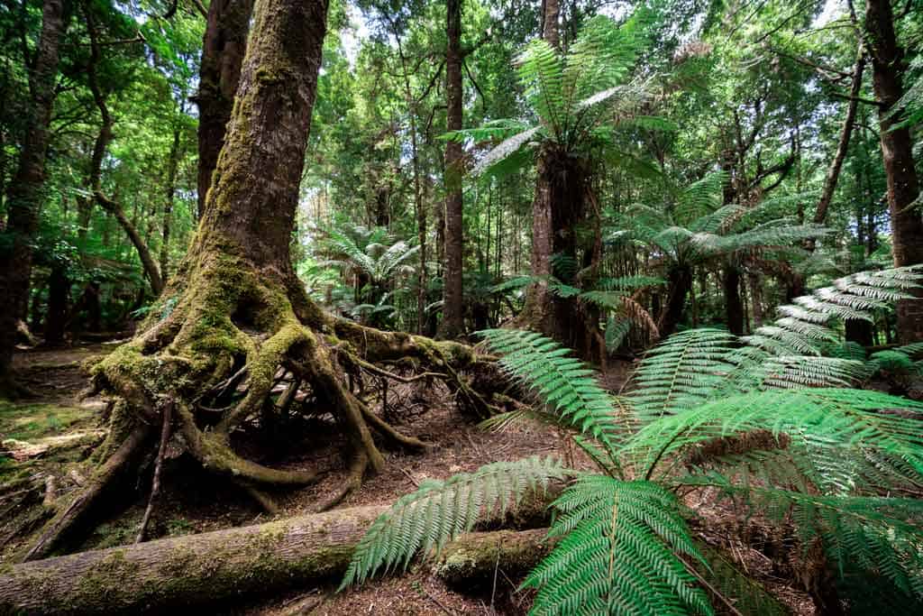 Tarkine Rainforest