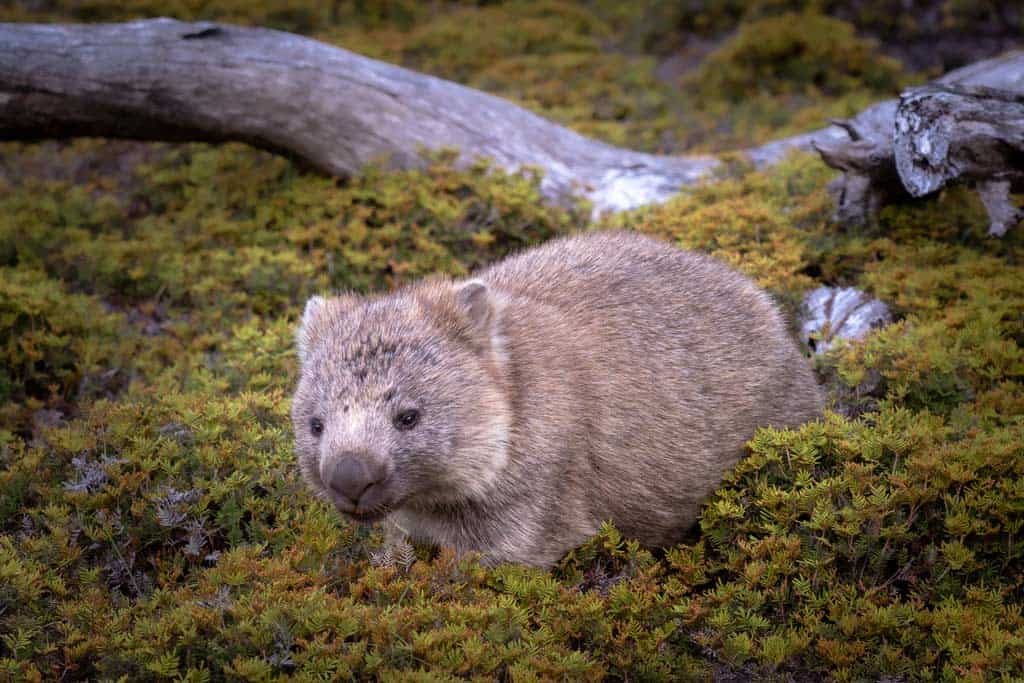 Wombat Windermere