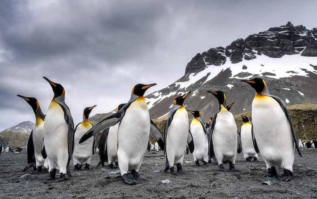 King Penguins South Georgia