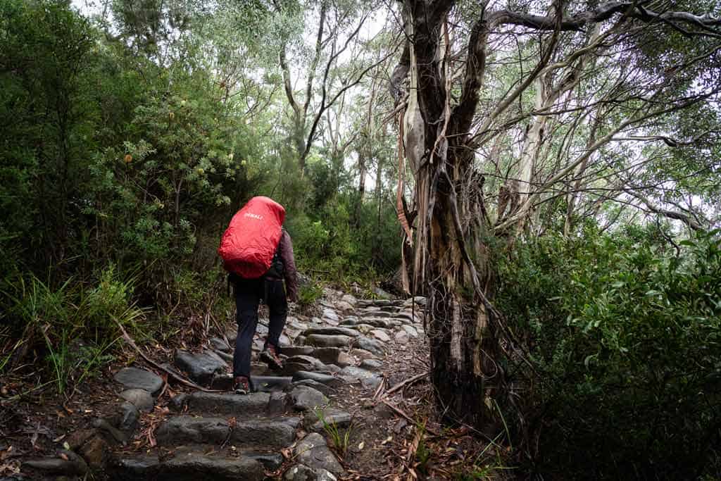 Hiking Through Dense Forest