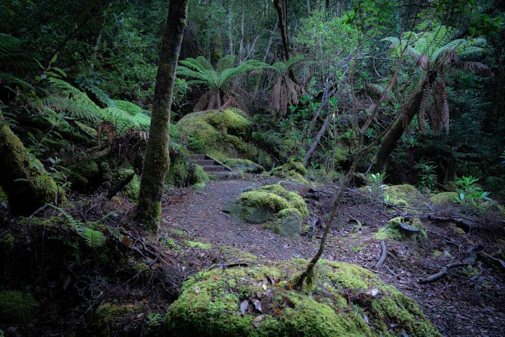 Mount Fortescue Tasman National Park