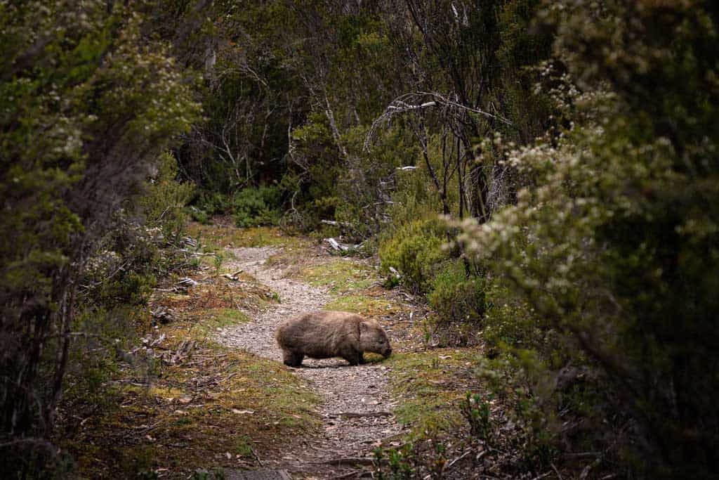 Wombat On Track