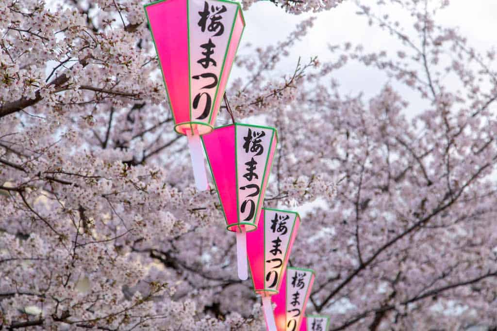 Cherry Blossom Trees In Bloom