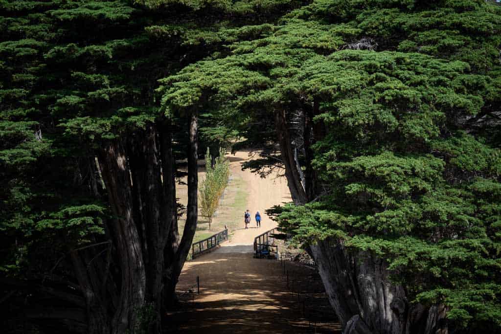 Tree Tunnel