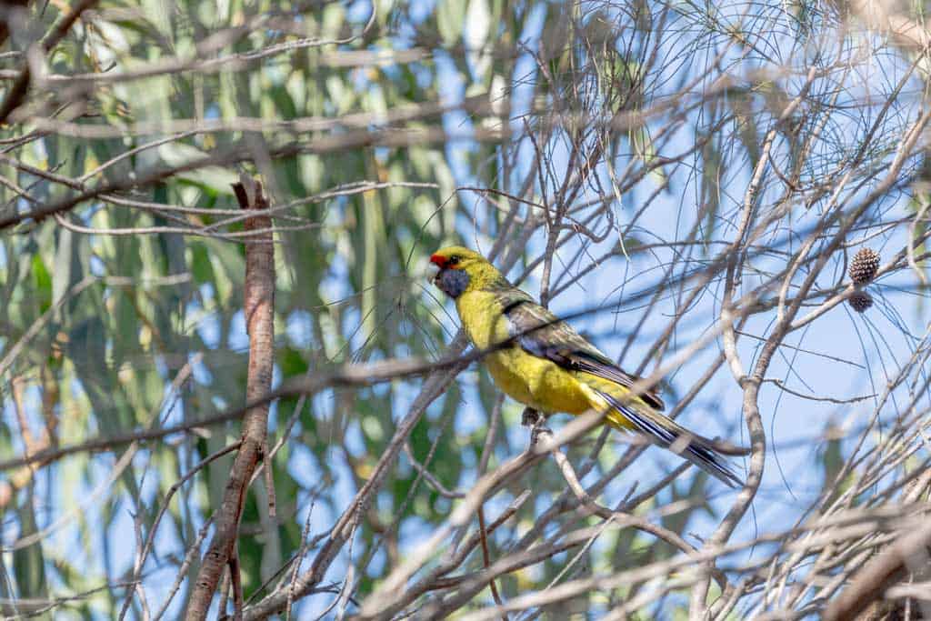 Bird At Green Point