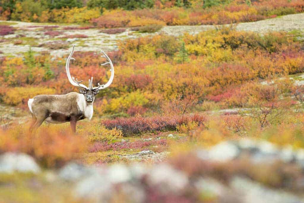 Caribou Migration Weber Arctic