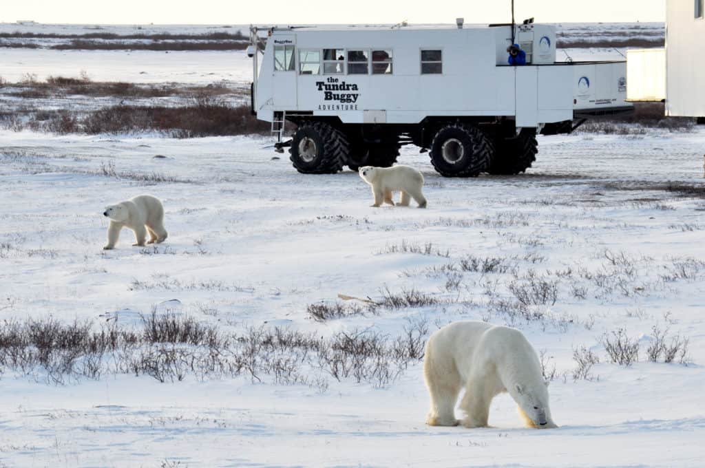 Polar Bears Churchill
