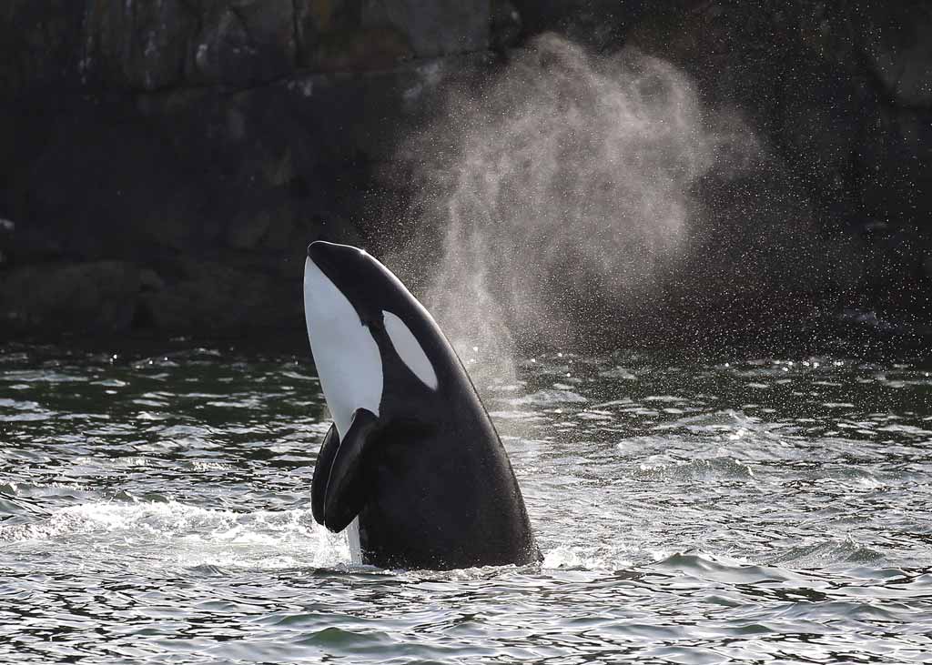 Orca Breaching