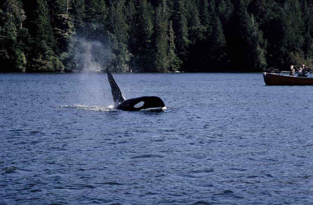 Orca In Johnstone Strait