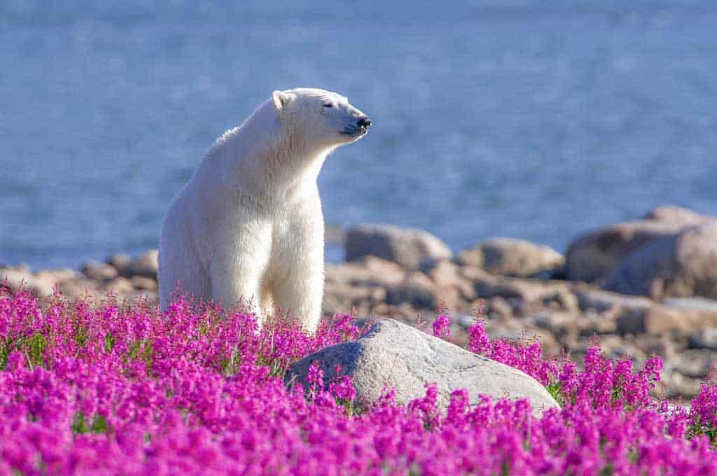 Polar Bear In Churchill