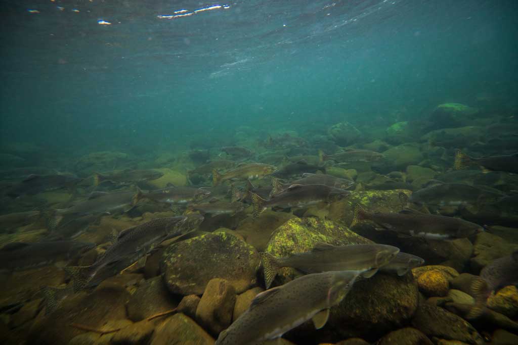 Snorkelling Salmon Run Campbell River