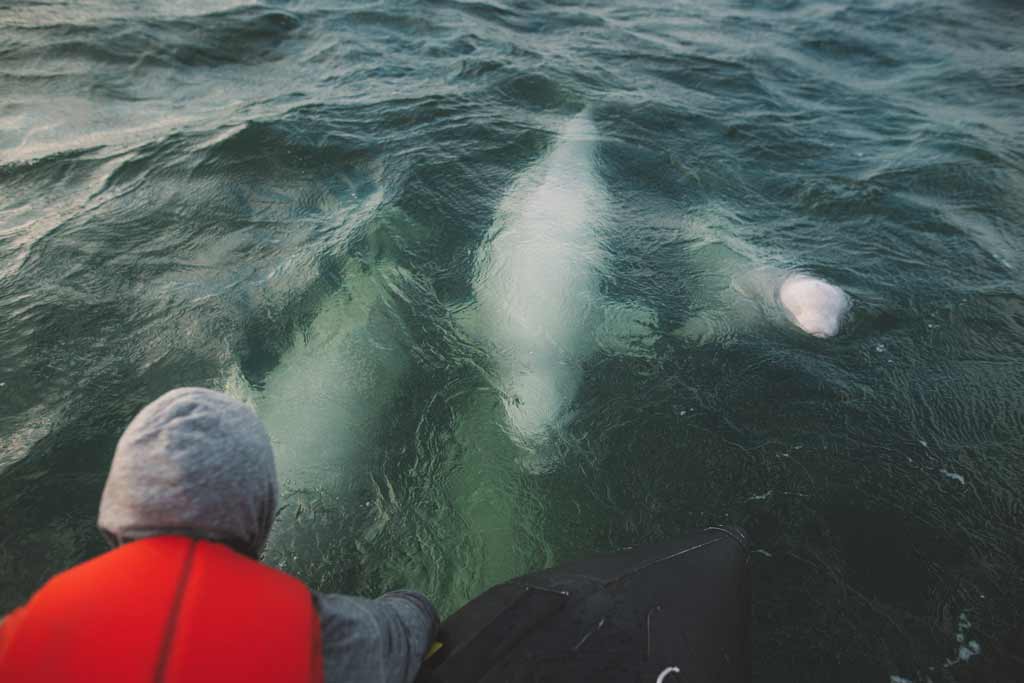 Beluga Whales Churchill