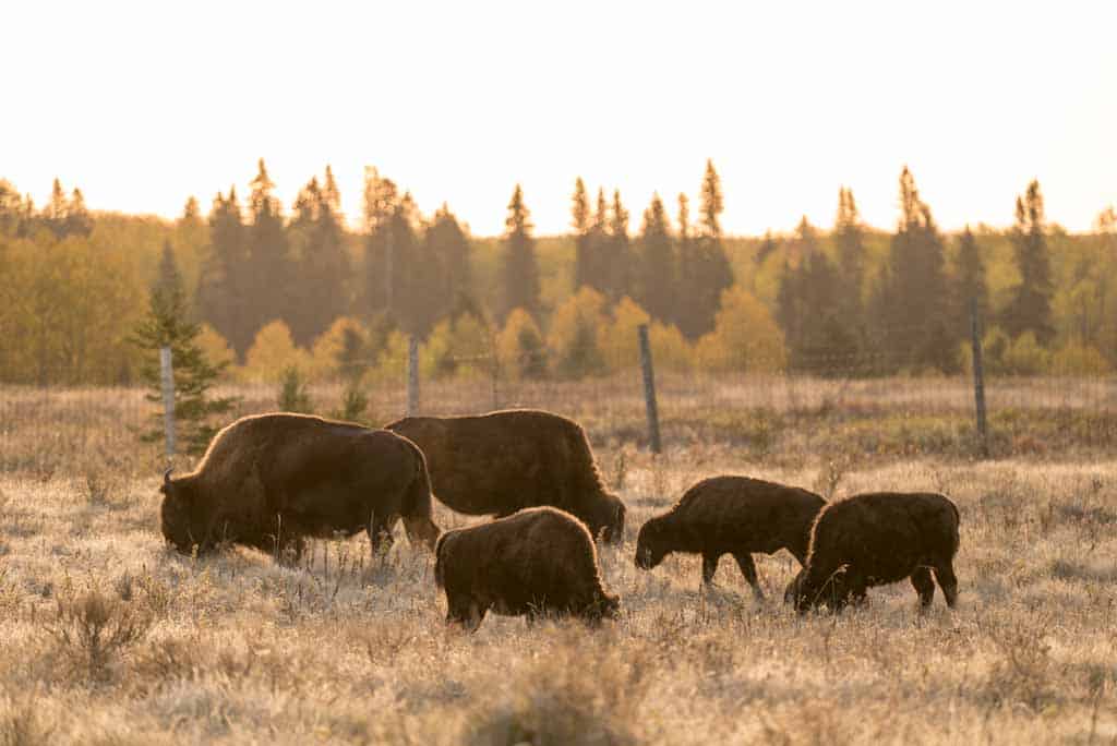 Plains Bison In Riding Mountain National Park
