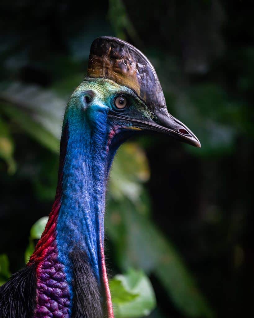 Cassowary In The Cape Tribulation