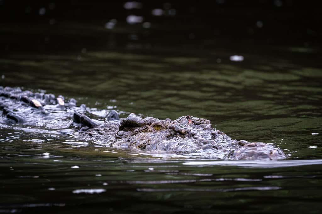 Scarface Crocodile In The Daintree River