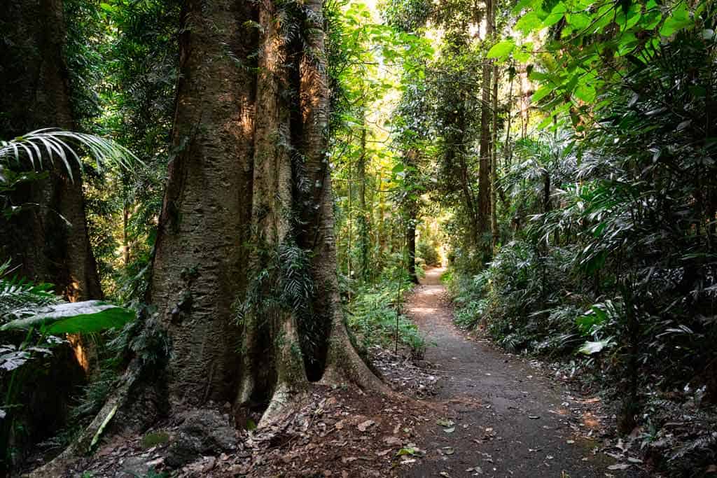 Dorrigo National Park Rainforest