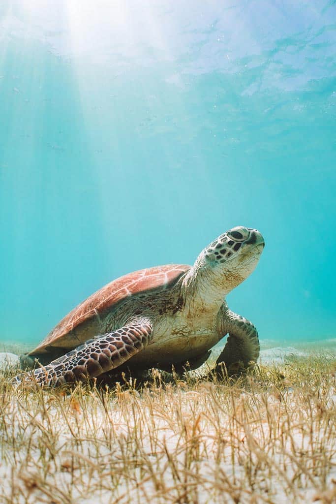Turtle In Great Barrier Reef