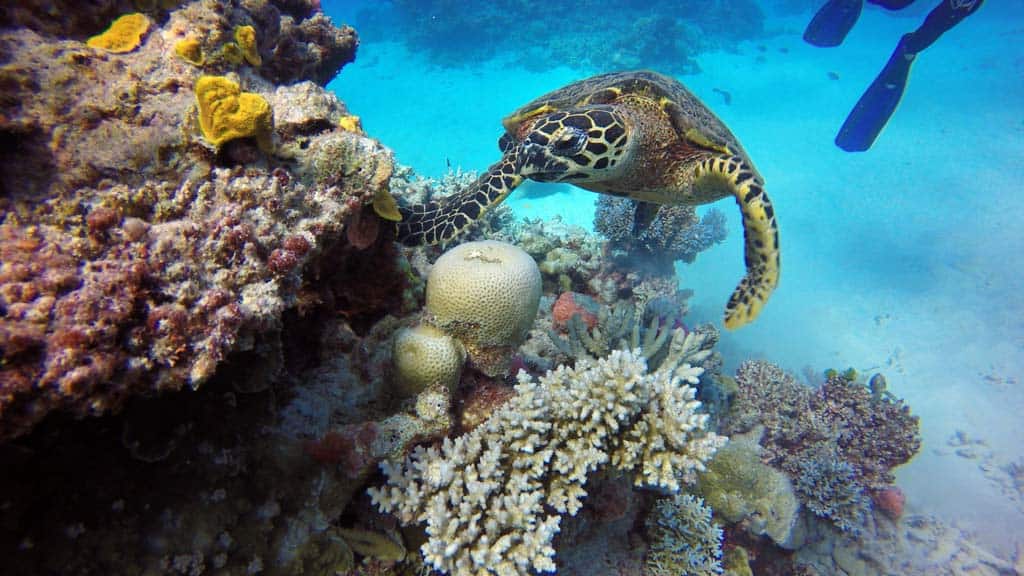 Turtle Great Barrier Reef Tours From Cairns